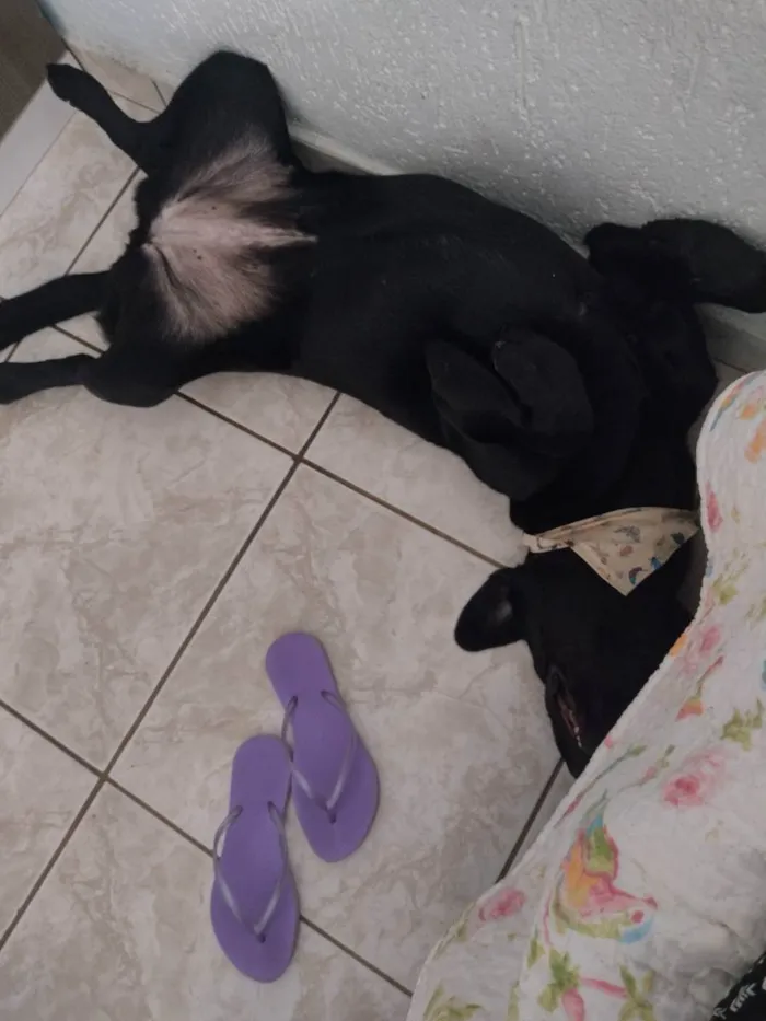 Cachorro ra a Labrador  idade 1 ano nome Nalla 