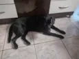 Nalla 