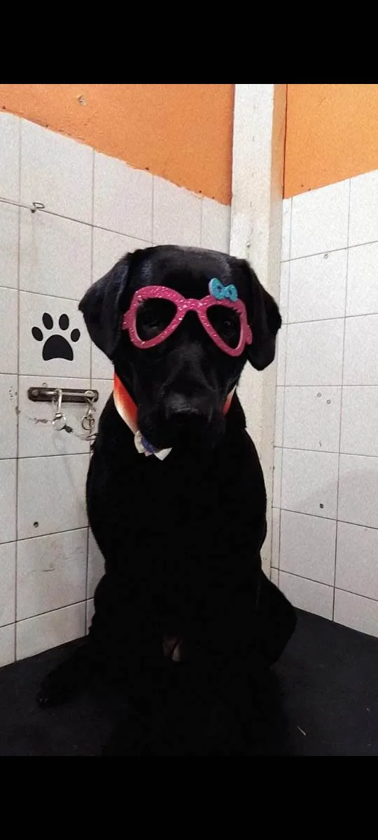 Cachorro ra a Labrador  idade 1 ano nome Nalla 