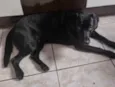 Nalla 
