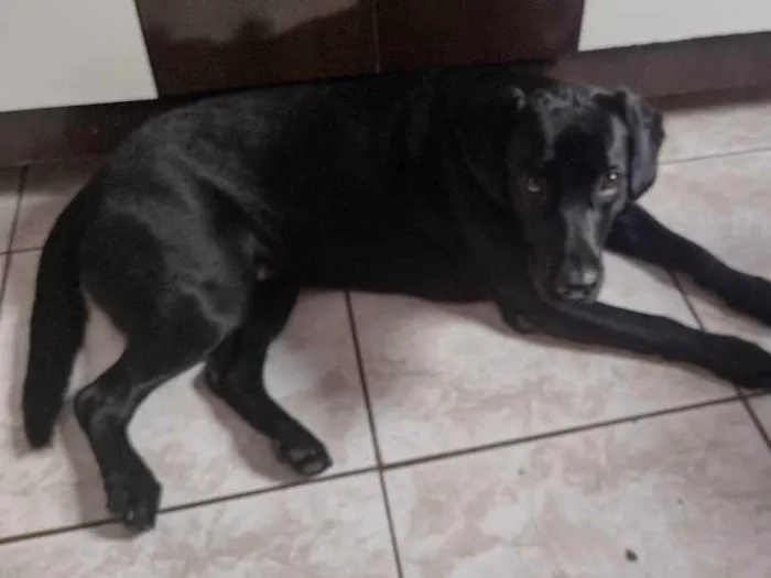 Cachorro ra a Labrador  idade 1 ano nome Nalla 
