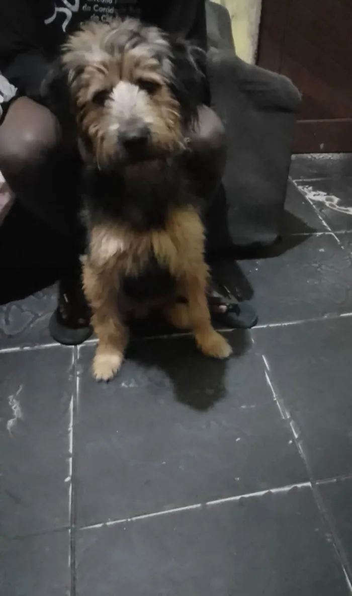 Cachorro ra a SRD (sem raça definida) idade 7 a 11 meses nome Billy