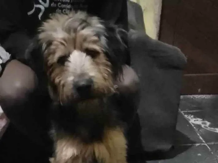 Cachorro ra a SRD (sem raça definida) idade 7 a 11 meses nome Billy