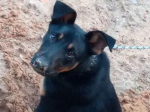 Cachorro raça Sem raça definida  idade 1 ano nome Boris