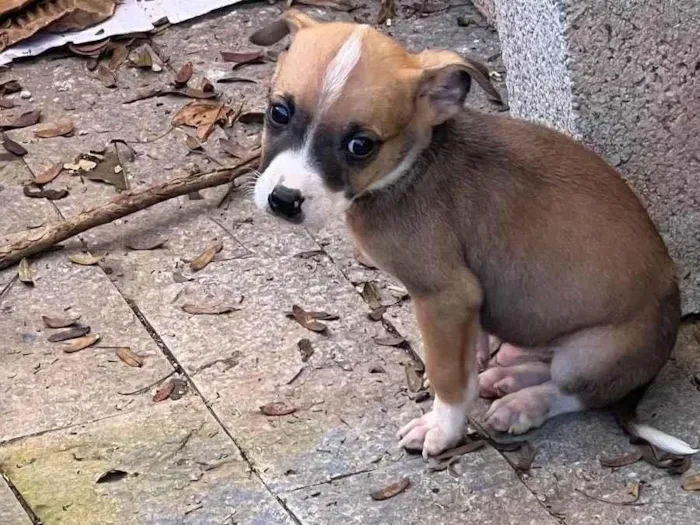 Cachorro ra a Indefinida idade 2 a 6 meses nome Filhote 1