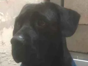 Cachorro raça Cane corso  idade 3 anos nome Pantera 