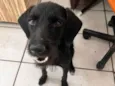 Pantera