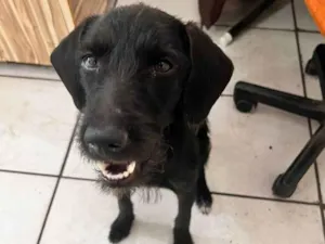 Cachorro raça Vira-Lata idade 7 a 11 meses nome Pantera