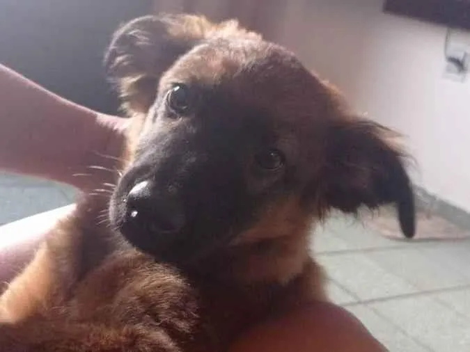 Cachorro ra a Desconhecida  idade 2 a 6 meses nome Nico