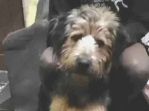 Cachorro raça SRD (sem raça definida) idade 7 a 11 meses nome Billy