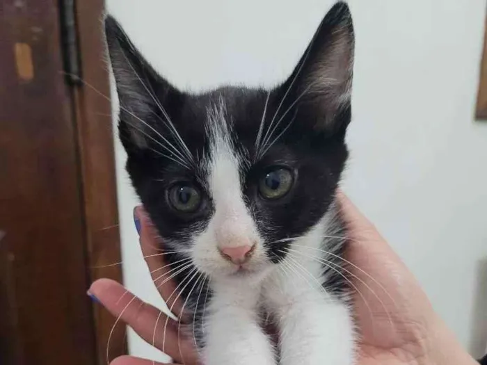 Gato ra a SRD idade 2 a 6 meses nome BENTO