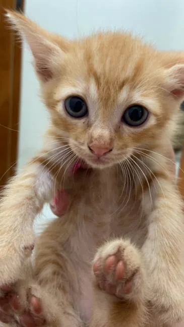 Gato ra a Gato  idade Abaixo de 2 meses nome sem nome