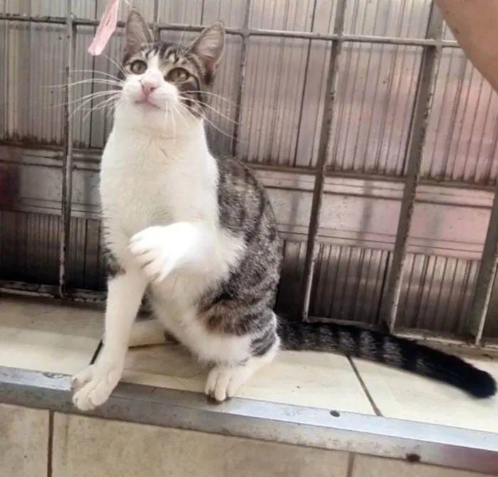 Gato ra a SRD idade 2 a 6 meses nome Yuki