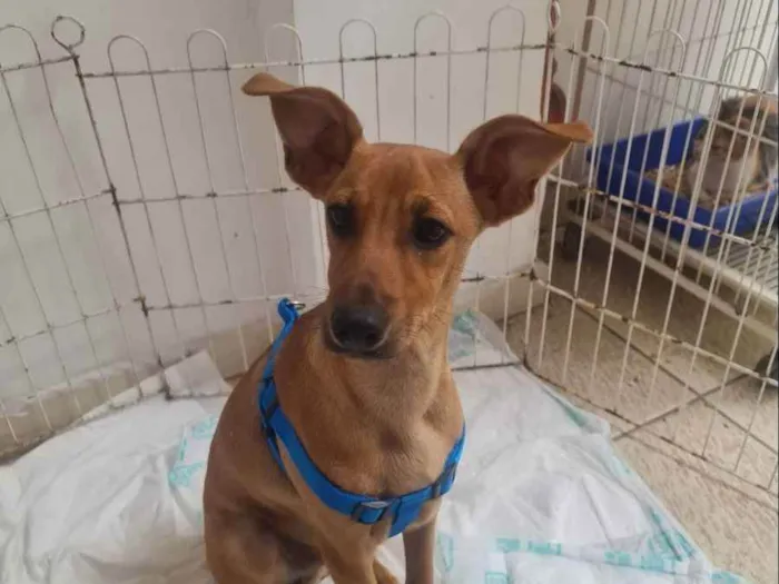 Cachorro ra a SRD idade 2 a 6 meses nome Dudu