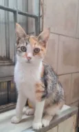 Capitu