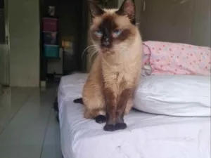 Gato raça SRD idade 6 ou mais anos nome Tininha