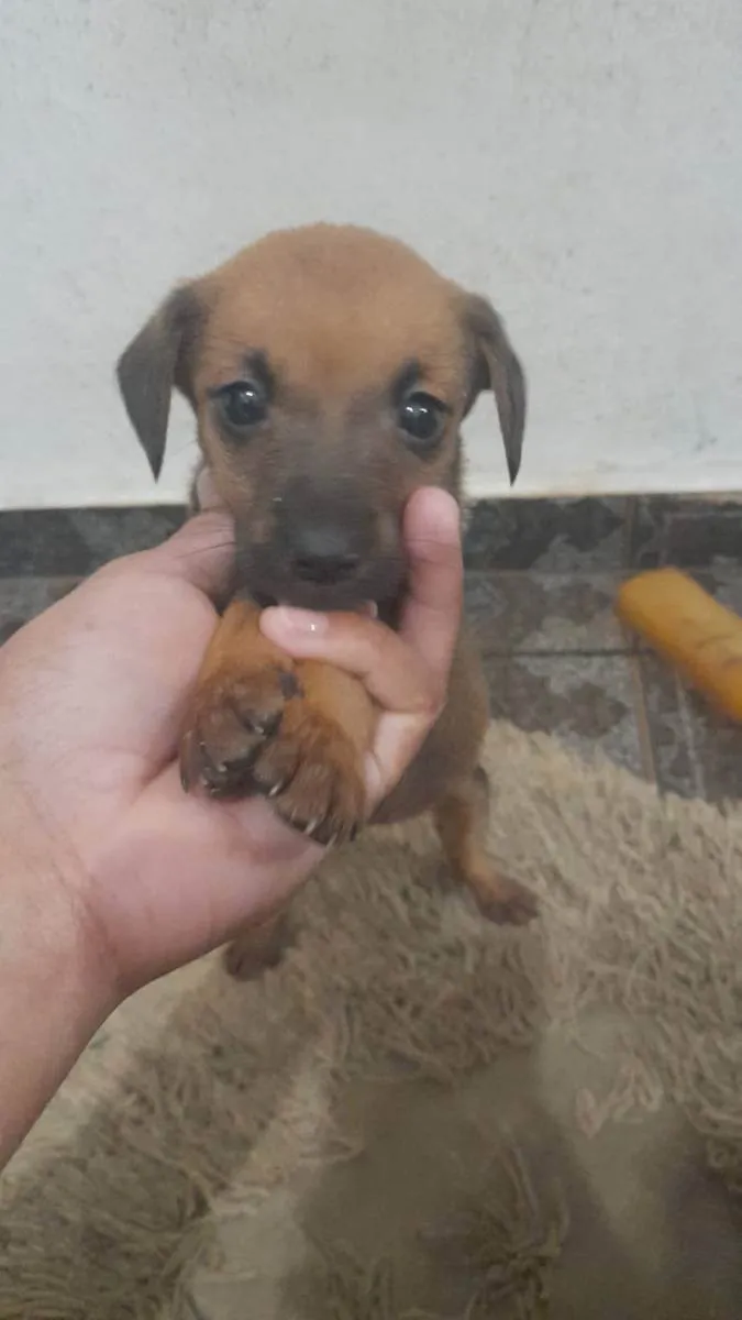 Cachorro ra a Vira lata idade  nome Não tem