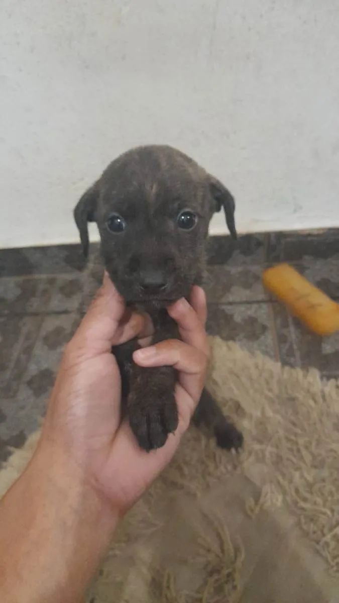 Cachorro ra a Vira lata idade  nome Não tem