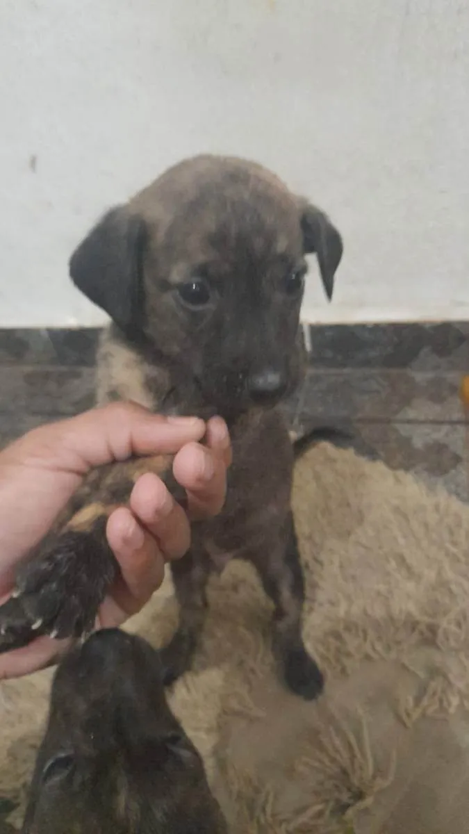 Cachorro ra a Vira lata idade  nome Não tem