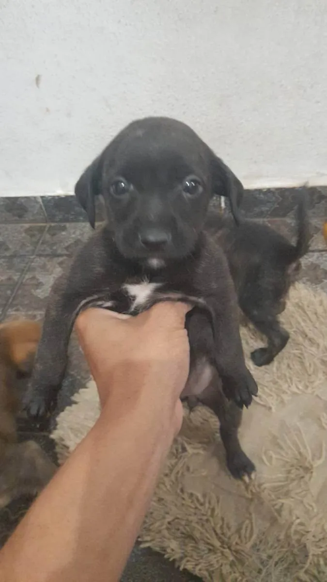 Cachorro ra a Vira lata idade  nome Não tem