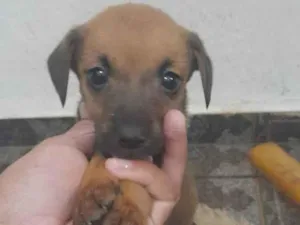 Cachorro raça Vira lata idade  nome Não tem