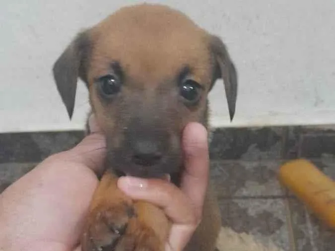 Cachorro ra a Vira lata idade  nome Não tem