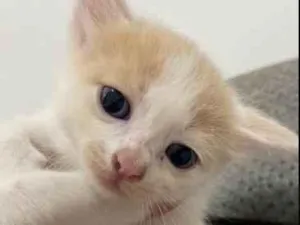 Gato raça Gato  idade Abaixo de 2 meses nome sem nome