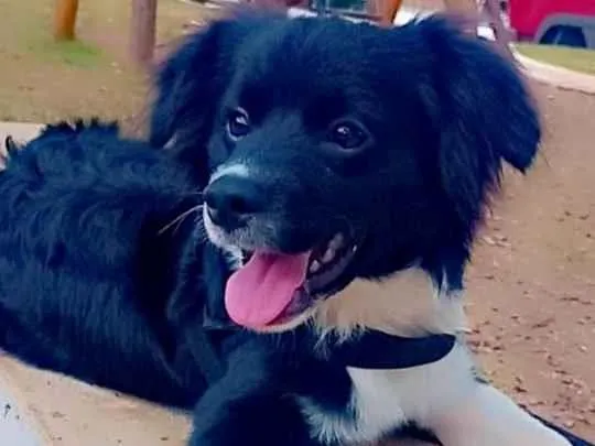 Cachorro raça Não sei a raça específica  idade 1 ano nome Teed 