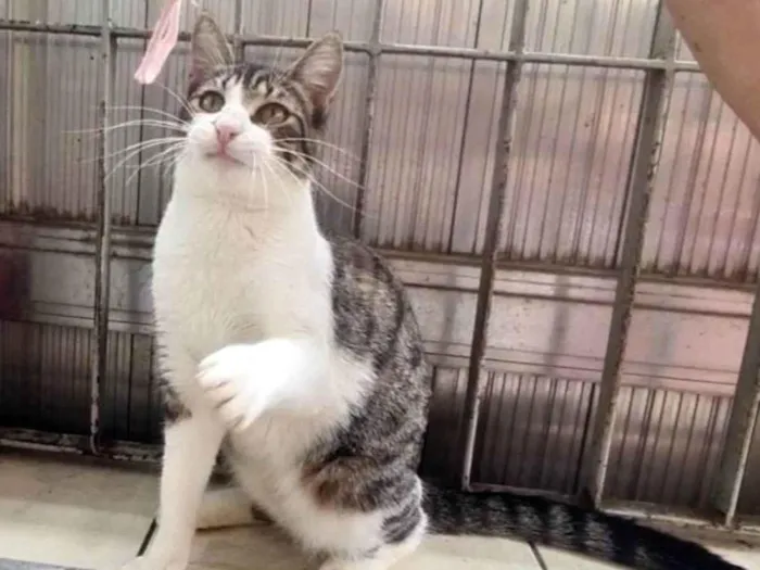 Gato ra a SRD idade 2 a 6 meses nome Yuki