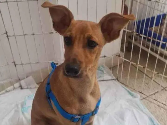 Cachorro ra a SRD idade 2 a 6 meses nome Dudu