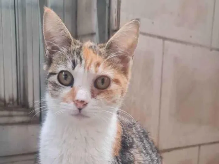 Gato ra a SRD idade 2 a 6 meses nome Capitu