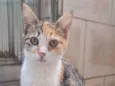Capitu
