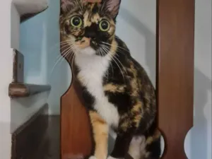 Gato raça SRD idade 3 anos nome Athena