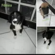 Fra