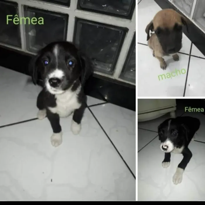 Cachorro raça Raça indefinido  idade 2 a 6 meses nome Fra
