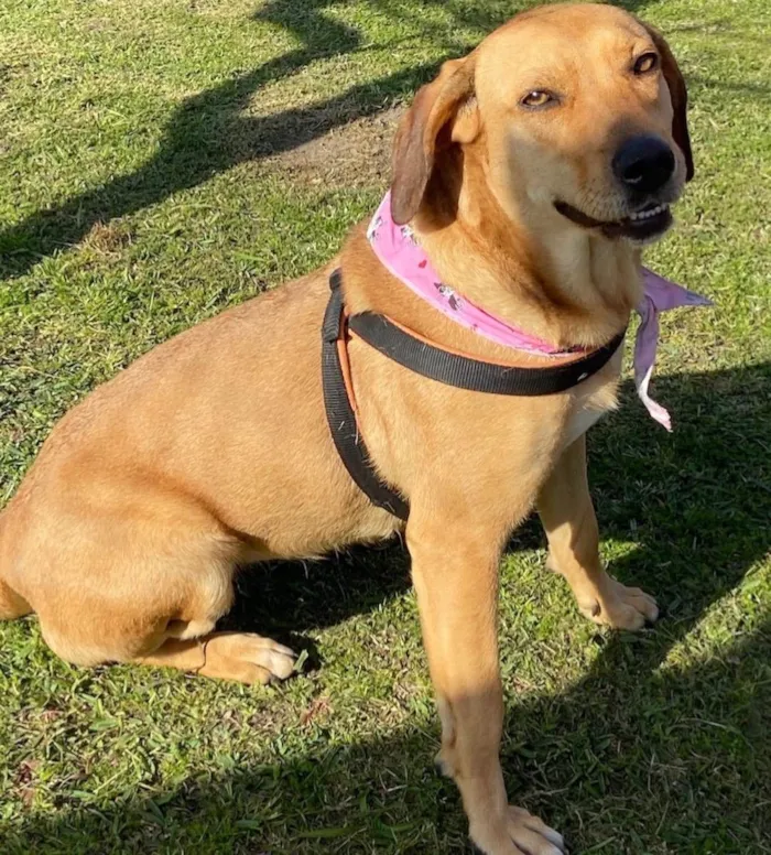 Cachorro ra a Sem Raça Definida idade 3 anos nome MEL