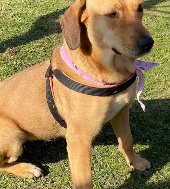 Cachorro ra a Sem Raça Definida idade 3 anos nome MEL
