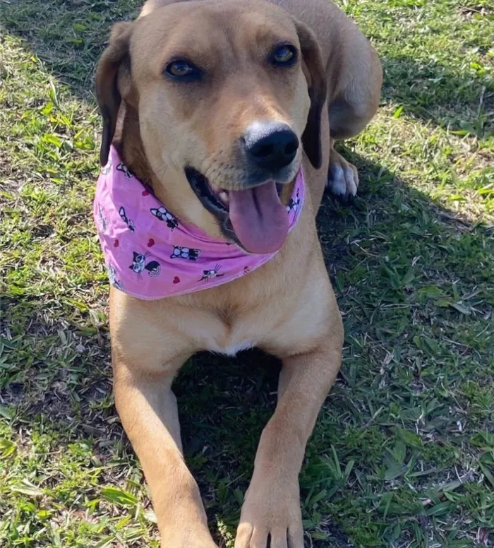 Cachorro ra a Sem Raça Definida idade 3 anos nome MEL