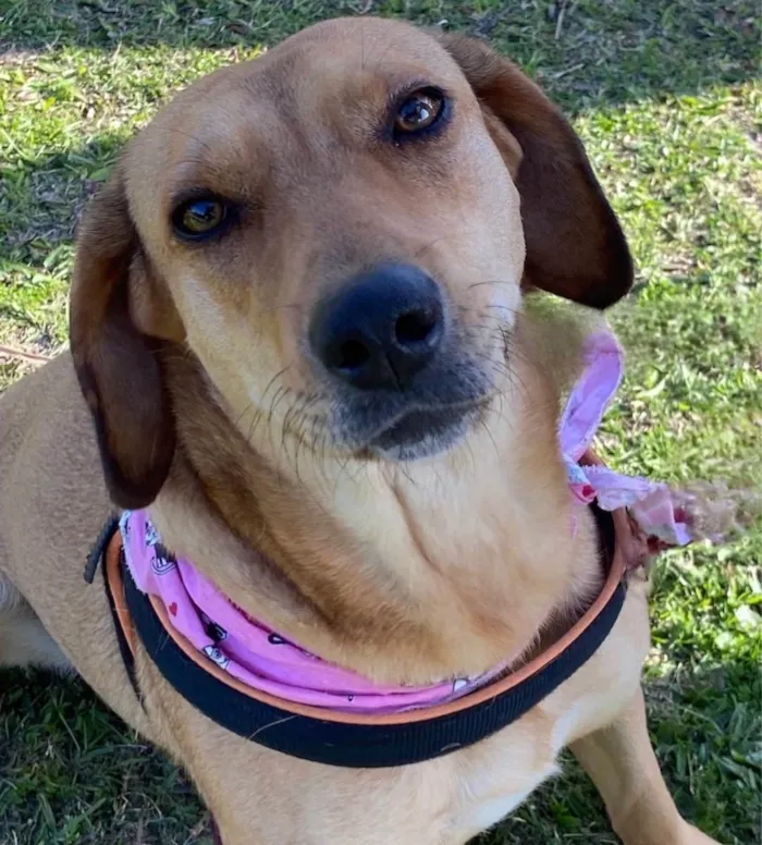 Cachorro ra a Sem Raça Definida idade 3 anos nome MEL
