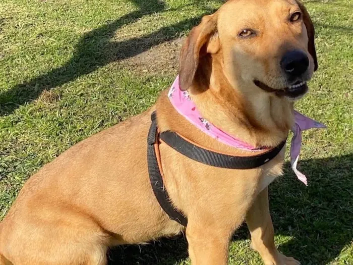 Cachorro ra a Sem Raça Definida idade 3 anos nome MEL
