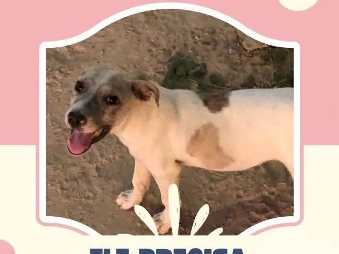 Cachorro ra a SRD idade 2 a 6 meses nome ainda sem nome 