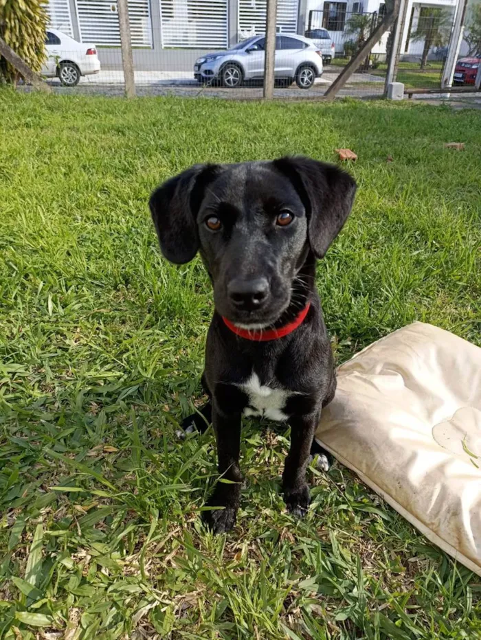 Cachorro ra a SRD idade 7 a 11 meses nome Chanel
