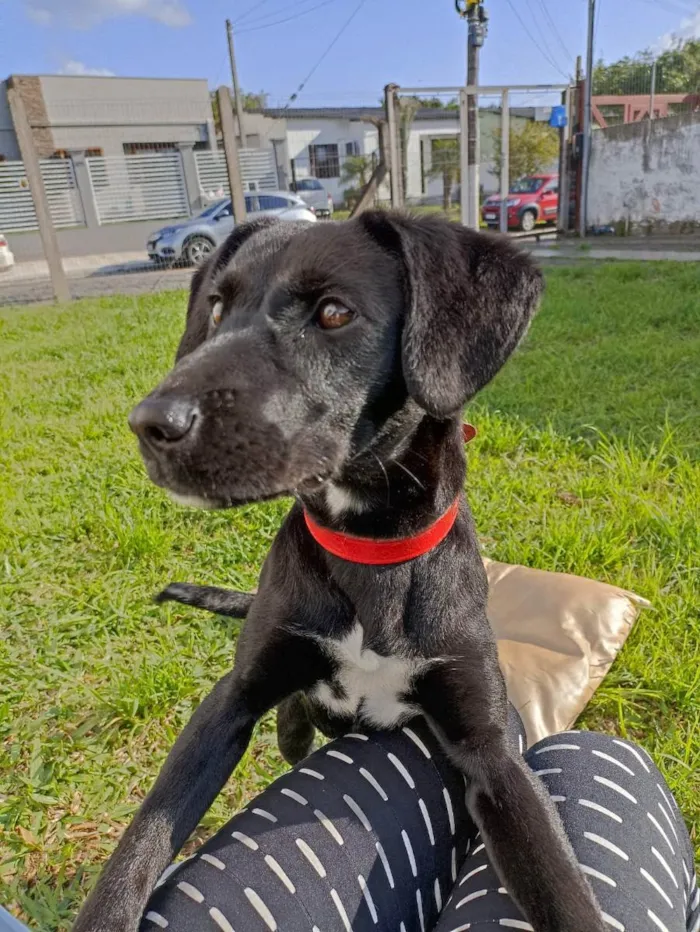 Cachorro ra a SRD idade 7 a 11 meses nome Chanel