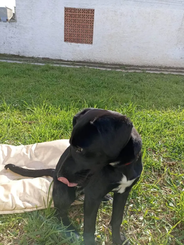 Cachorro ra a SRD idade 7 a 11 meses nome Chanel