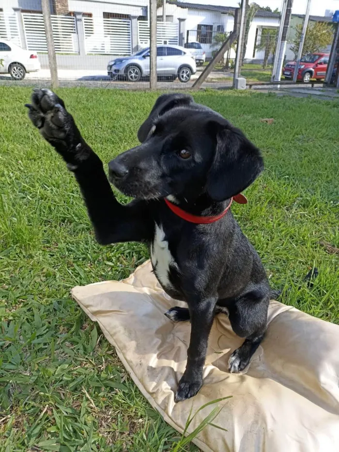 Cachorro ra a SRD idade 7 a 11 meses nome Chanel