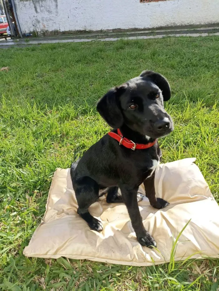 Cachorro ra a SRD idade 7 a 11 meses nome Chanel