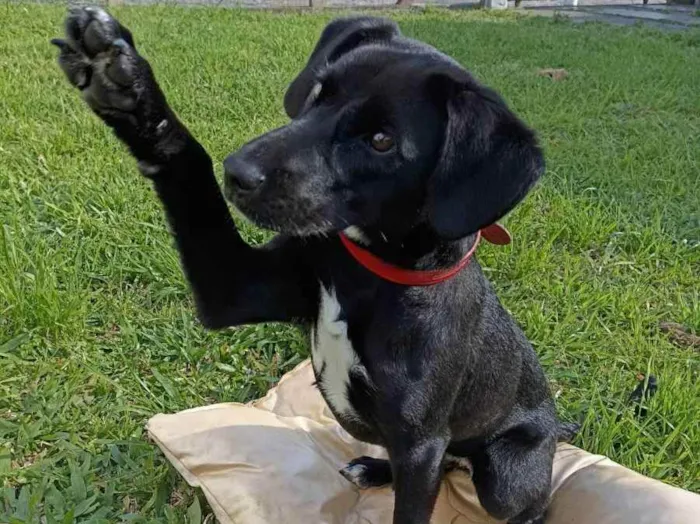 Cachorro ra a SRD idade 7 a 11 meses nome Chanel