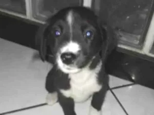 Cachorro raça Raça indefinido  idade 2 a 6 meses nome Fra