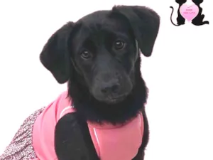 Cachorro raça Sem Raça Definida  idade 2 a 6 meses nome FILÓ 