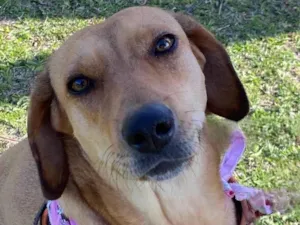 Cachorro raça Sem Raça Definida idade 3 anos nome MEL